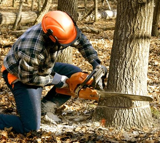 Tree Removal in Vickery, OH